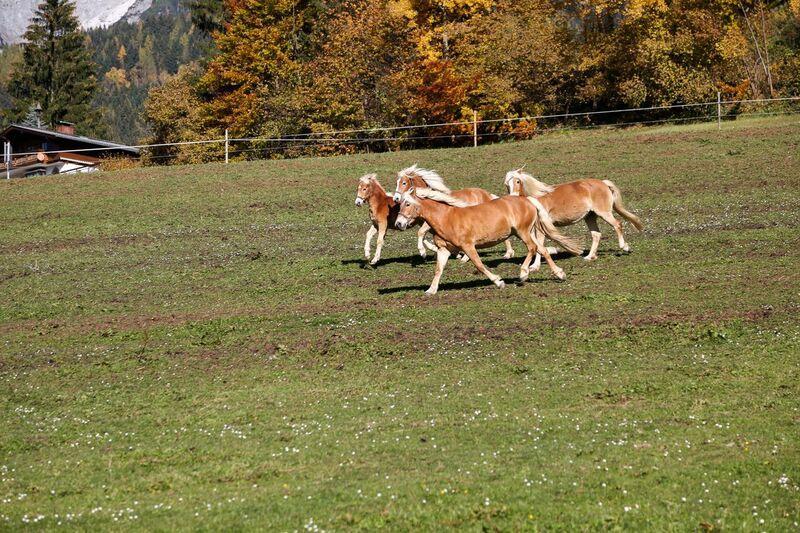 Bio-Bauernhof Einberghof Pfarrwerfen Exterior foto